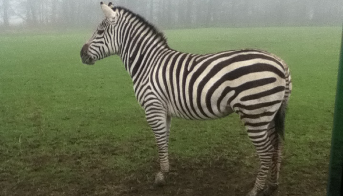 safari1