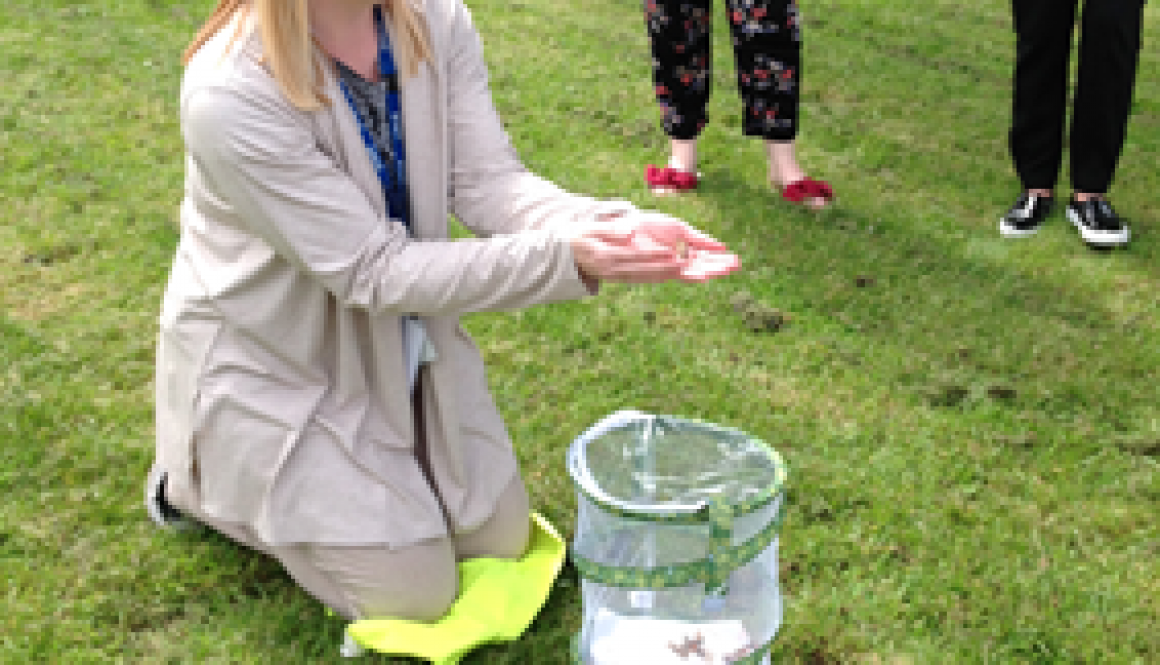 Nursery butterflies 3