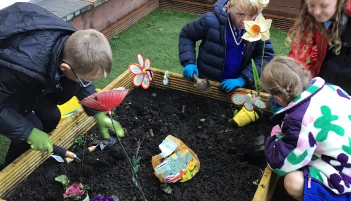 Daffodil Planting